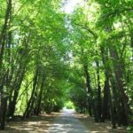 Muğla Muğla Orman İşletme Müdürlüğünden Park İhalesi – Hamle Gazetesi